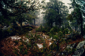 Fog and mountains in the morning with mystic light in the fjords of New Zealand. Green slope and cloudy peak.