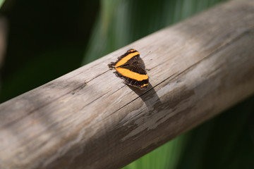 Schmetterling auf Handlauf © jeho.photography