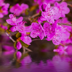 Fototapeta na wymiar Closeup Rhododendron dauricum flowers. Spring blossoming in Altai