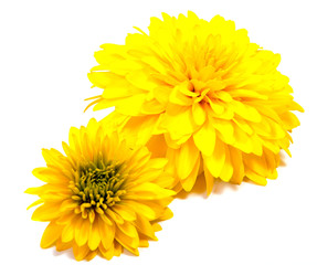 Chrysanthemum flower on a long stem on a white background is insulated