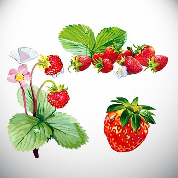 Berry, strawberries