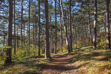 autumn forest background 