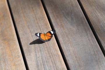 Schmetterling auf Holzpaneele © jeho.photography