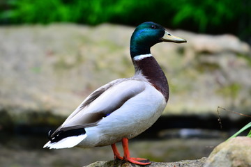 Nice duck on a stone close up