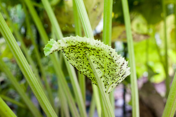 Herd of aphids behind a leaf