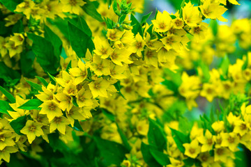Yellow flowers of loosestrife close up