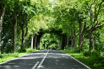 Allee auf Rügen, Garz