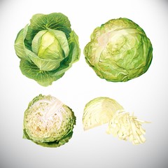 Cabbage