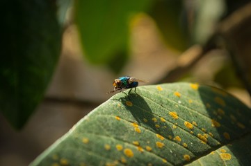 Mosca parada encima de una hoja 