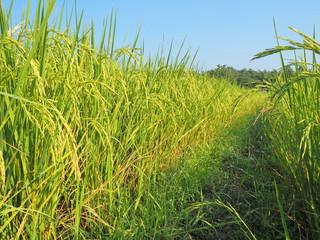 rice plant