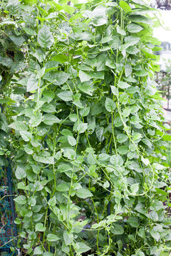 Growing Malabar spinach on farm