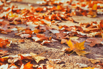 autumn background with yellow leaves and copy space, fall