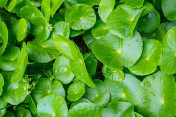 Herbal medicine leaves of Centella asiatica known as gotu kola