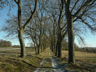 Allee bei Groß Stresow, Winter auf Rügen