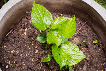 wild betel known as chaphlu Thai herbal medicine
