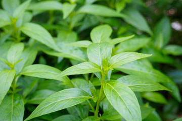 Fototapeta na wymiar fresh Thai herbal medicine plant leaves Andrographis paniculata