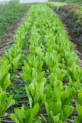 Obraz premium Organic Cos salad in garden.Planted in Chiang Rai, Northern Thailand.