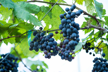 Bunch of grapes in vineyard.Planted in Chiang Rai, Northern Thailand.