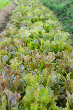 Organic Red Batavia Lettuce salad in garden.Planted in Chiang Rai, Northern Thailand.