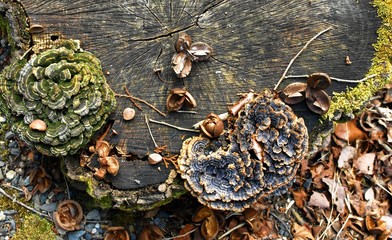 朽ちた森の切り株