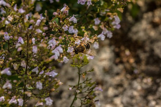 Biene auf den Blüten