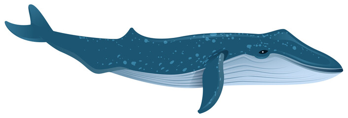 Obraz premium Blue whale is largest marine mammal