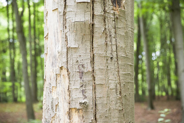 Macro von Baumrinde eines Baumes im Wald