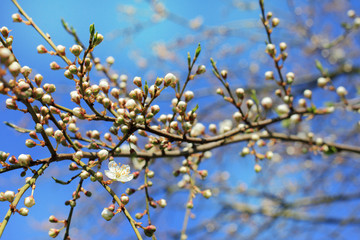 first flower of spring/ blossoming buds of cherry tree on background of the blue sky