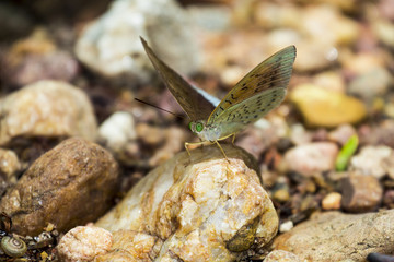 Beautiful butterfly in the garden of Thailand, macro, close up