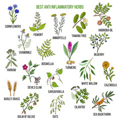 Fototapeta na wymiar Best anti-inflammatory herbs