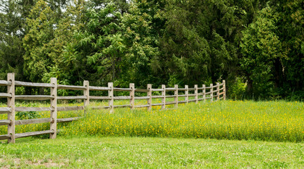 Fototapeta premium Rail Fence in Field of Flowers