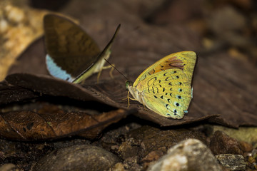 Beautiful butterfly in the garden of Thailand, macro, close up