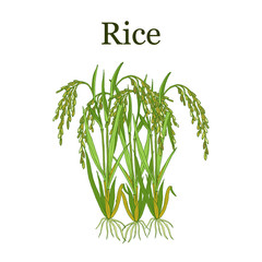 Rice plant vector illustration