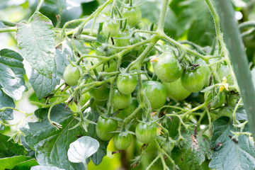 A bunch of green cherry tomatoes on farm 