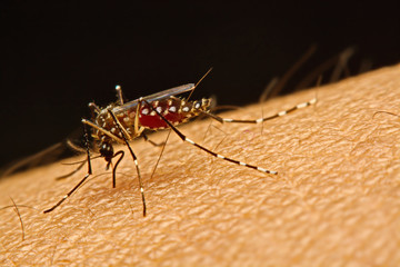 Macro of mosquito (Aedes aegypti) sucking blood close up on the human skin. Mosquito is carrier of virus