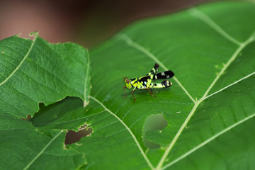 Thailand Monkey-grasshopper,Erianthus,Gerrn grasshopper in natural forest.