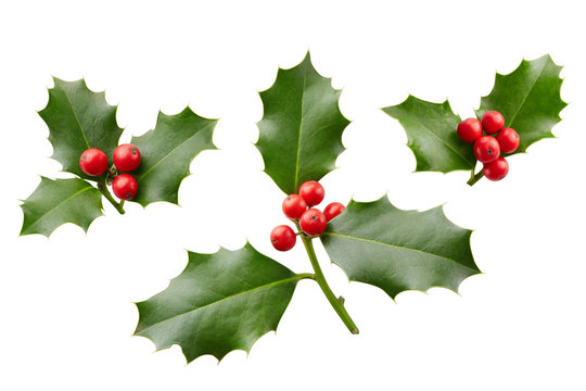 Christmas Holly With Red Berries On White.