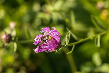 Hummel auf violetter Blume