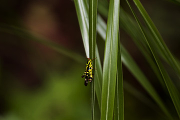 Thailand Monkey-grasshopper,Erianthus,Gerrn grasshopper in natural forest.
