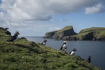 Fair Isle Puffins