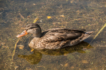 Ente auf dem See