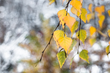 Branch with yellow autumn leaves of a birch on a blurred background of the first snow