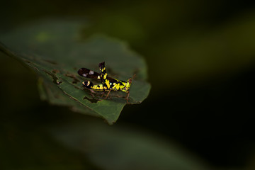 Thailand Monkey-grasshopper,Erianthus,Gerrn grasshopper in natural forest.