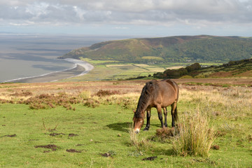 Obraz premium Wild Exmoor ponies on Porlock Hill, North Devon
