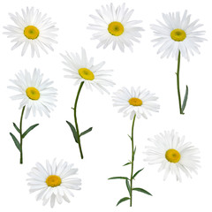 White Daisy flower