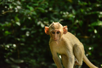 The eyes of monkeys are triangulated. Have a blurred background.