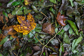 Wet autumn leaves in green, brown, red and yellow colours, with large yellow maple leaf at left side, Austria