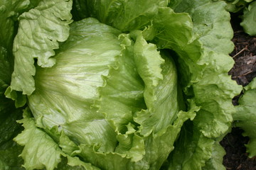 lettuce organic