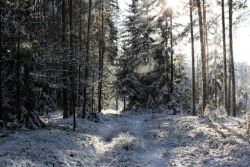 Forest path covered with fresh snow with trees and winter sun