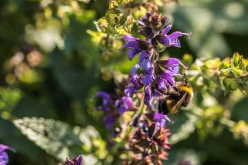 Hummel auf violetten Blumen